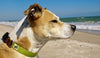 Wagging Green Eco Hip Zen & Tree Bark Dog Collar