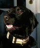 Gold Paw Marquis Cloud Collar
