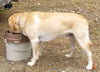 PortablePet LunchBox Dog Food Container