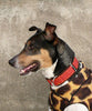 Gold Paw Martingale Style Cloud Collar