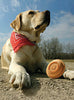Kurgo Winga Flying Disc Toy for Dogs