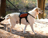 Kurgo Wander Pack Backpack for Dogs