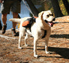 Kurgo Wander Pack Backpack for Dogs