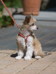 Lupine Closet Gold Leaf Small Dog Harness (1/2 Inch)