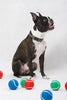 Lupine Silverado Medium Dog Harness (3/4 Inch)