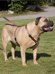 Lupine Closet Terra Cotta Large Dog Harness (1 Inch)