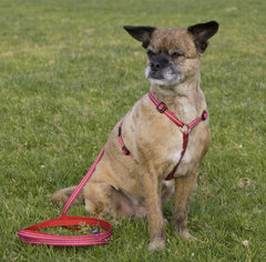 Lupine Closet Sunset Stripe Small Dog Harness (1/2 Inch)