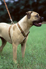 Lupine Closet Monarch Red Large Dog Harness (1 Inch)