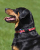 Lupine Tropicana Large Dog Collar (1 Inch)
