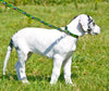 Lupine Moo Cow Medium Martingale Dog Collar (3/4 Inch)