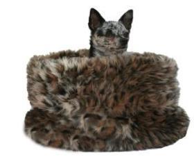 Pet Flys Wild Leopard Snuggle Bug Dog Bed & Bag