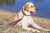 Lupine Ruby Cube Large Dog Leash (1 Inch)