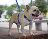 Lupine Dapper Dog Step-In Medium Dog Harness (3/4 Inch)