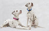 Lupine Puppy Love Large Dog Collar (1 Inch)