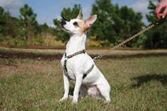 Lupine Closet Upsy Daisy Small Dog Harness (1/2 Inch)