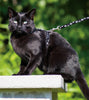 Lupine Silver Charm Small H-Style Harness for Dogs & Cats (1/2 Inch)