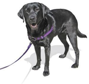 SENSE-ation No Pull Dog Harness