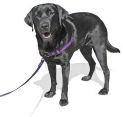 SENSE-ation No Pull Dog Harness