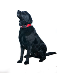 SpotLight GPS Pet Locator