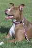 Lupine Tickled Pink Step-In Small Dog Harness (1/2 Inch)