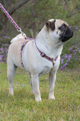 Lupine Tickled Pink Step-In Medium Dog Harness (3/4 Inch)
