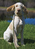 Lupine Mud Puppy Large Dog Harness (1 Inch)