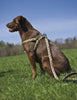 Lupine Mud Puppy Large Step-In Dog Harness (1 Inch)