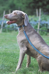 Lupine Closet New Wave Medium Martingale Dog Collar (3/4 Inch)