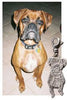 BabyFaces Photo Engraved Dog Charms