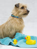 Lupine Just Ducky Small Dog Harness (1/2 Inch)