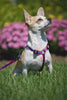 Lupine Wing It Step-In Small Dog Harness (1/2 Inch)