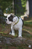 Lupine Suzie Q Medium Dog Harness (3/4 Inch)