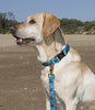 Lupine Turtle Reef Large Dog Harness (1 Inch)