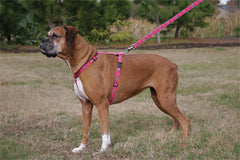 Lupine Closet Grrly Dog Medium Dog Harness (3/4 Inch)