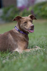 Lupine Closet Flutterby Small Dog Collar (1/2 Inch)