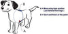 SENSE-ible No Pull Dog Harness