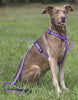 Lupine Jelly Roll Step-In Medium Dog Harness (3/4 Inch)