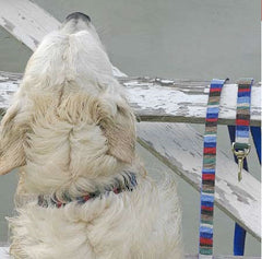A Tail We Could Wag At The Beach Dog Collar