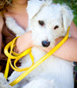 redhound City Slicker Dog Collars