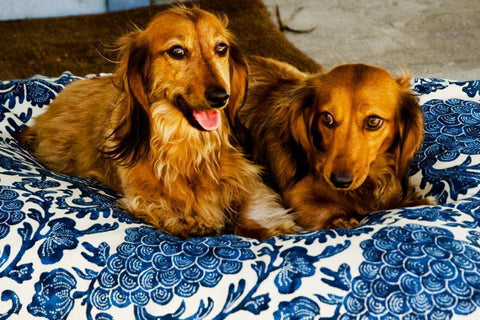 Madison Avenue Mutts Catalina Island Blue Dog Bed