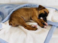 Madison Avenue Mutts Bungalow Blue Dog Blanket