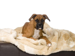 Madison Avenue Mutts Breckenridge Dog Blanket
