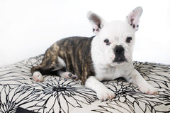 Madison Avenue Mutts Central Park Neutral & Black Dog Bed
