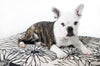 Madison Avenue Mutts Central Park Neutral & Black Dog Bed