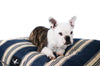Madison Avenue Mutts Hamptons Blue Stripe Dog Bed