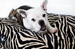 Madison Avenue Mutts Modern Art Black Dog Bed
