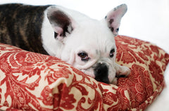 Madison Avenue Mutts Catalina Island Red Dog Bed