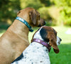 redhound Elements Dog Collars