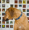 redhound I-Spy & Hawaii 5-0 Dog Collars