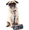 Ella Dish Jolly Rover Skull & Crossbones Dog Collar